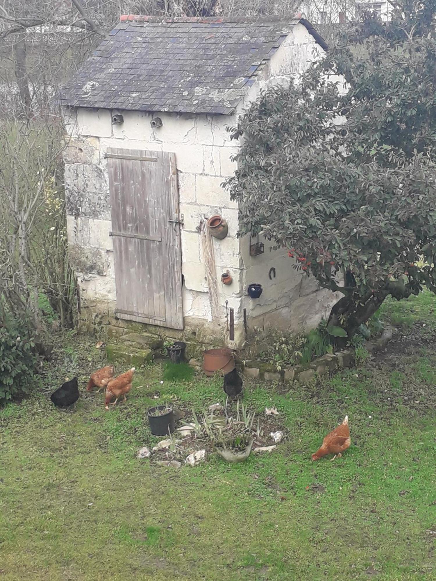 Chambres D'Hotes De L'Ile Du Saule Saumur Esterno foto