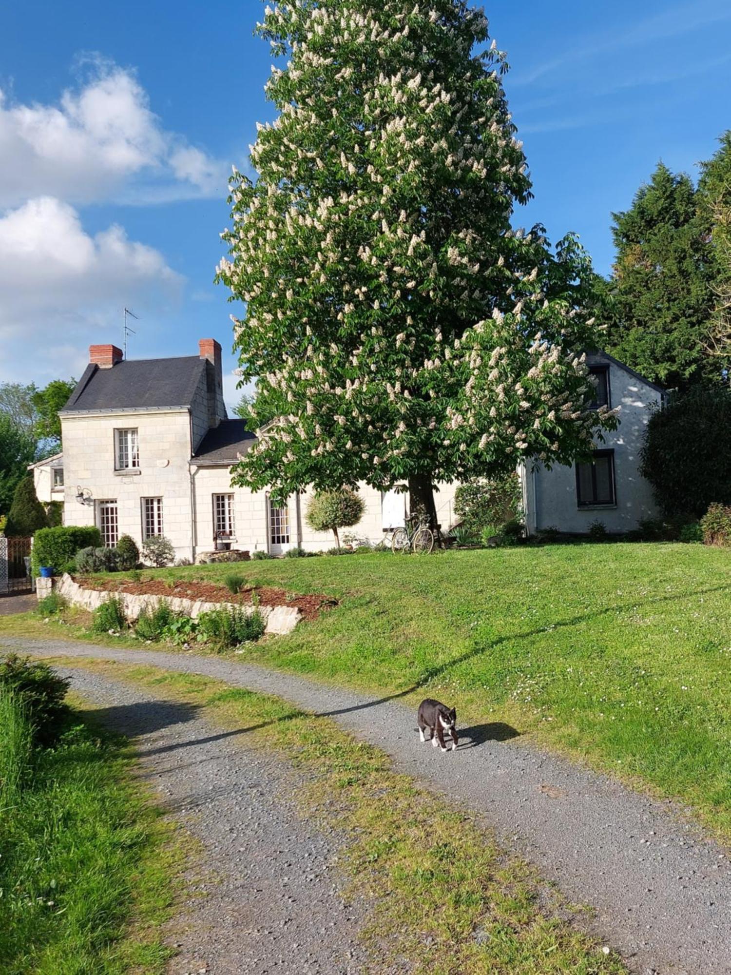Chambres D'Hotes De L'Ile Du Saule Saumur Esterno foto